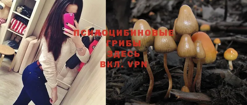 Галлюциногенные грибы Psilocybe  hydra ТОР  Шагонар 